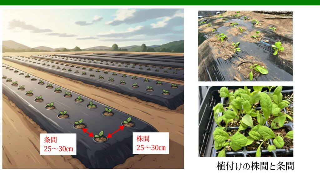 かつお菜 植付け株間、条間