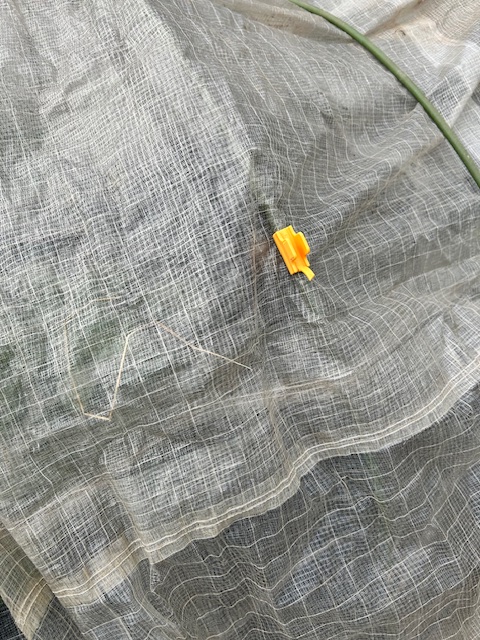 寒冷紗の固定　クリップ使用