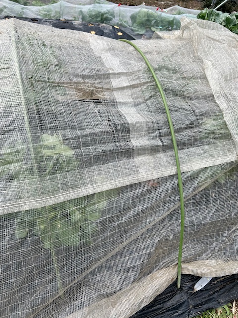 寒冷紗の固定　トンネル支柱使用