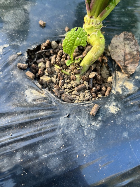 かつお菜の追肥