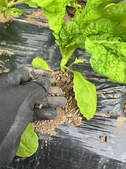 かつお菜の追肥