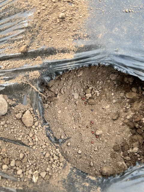 かつお菜の播種 直植え