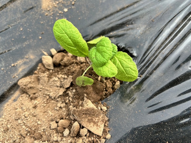 かつお菜 マルチ