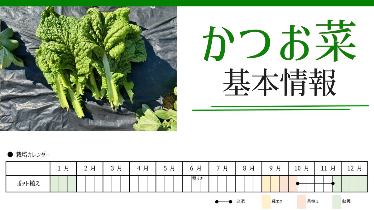 かつお菜の詳細