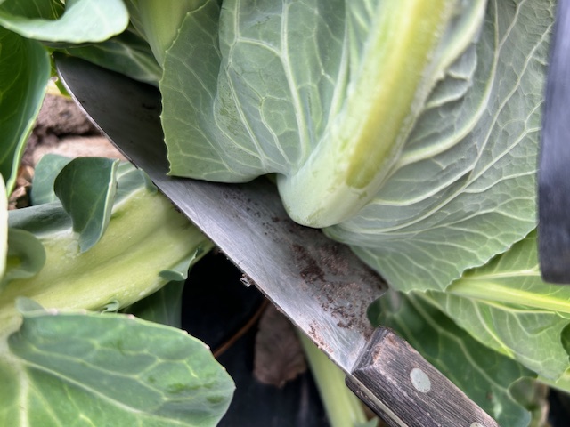 花蕾の収穫方法　カリフラワー