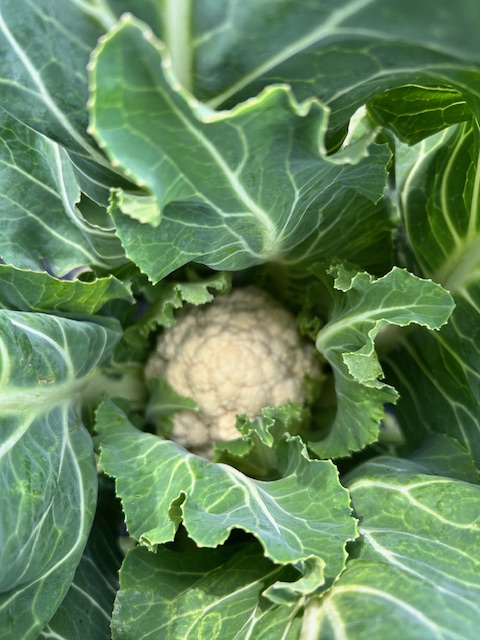 カリフラワー　花蕾