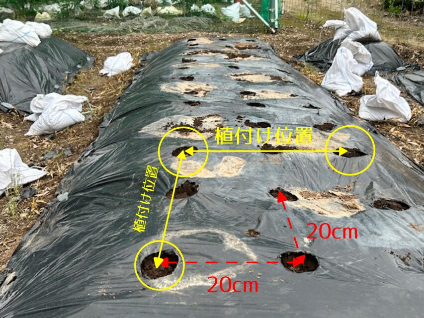 カリフラワー　菌ちゃん　植付け位置