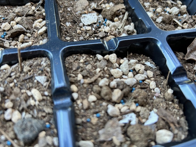 カリフラワーの種まき　セルトレー