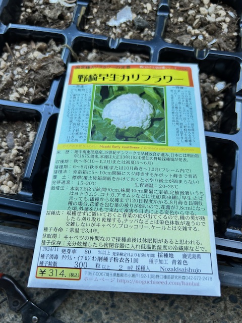 カリフラワーの種