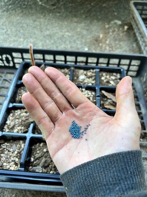 カリフラワーの種