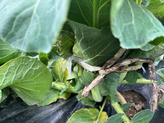 花蕾の保護方法