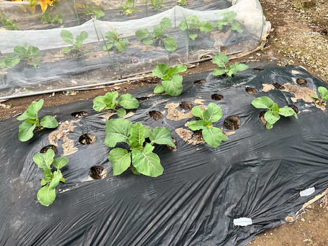 １回目の追肥時期　カリフラワー