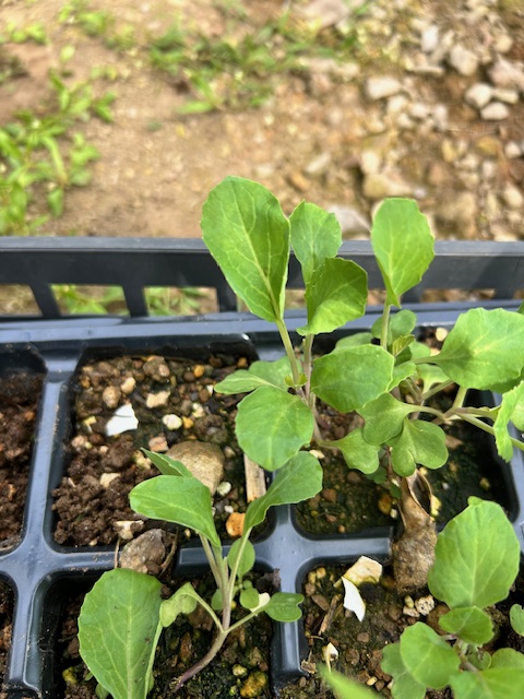 育苗　成長段階