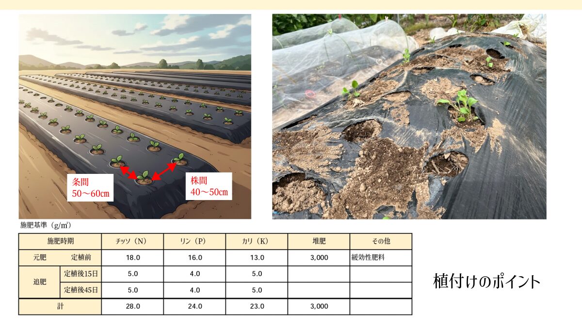 カリフラワー　植付けのポイント