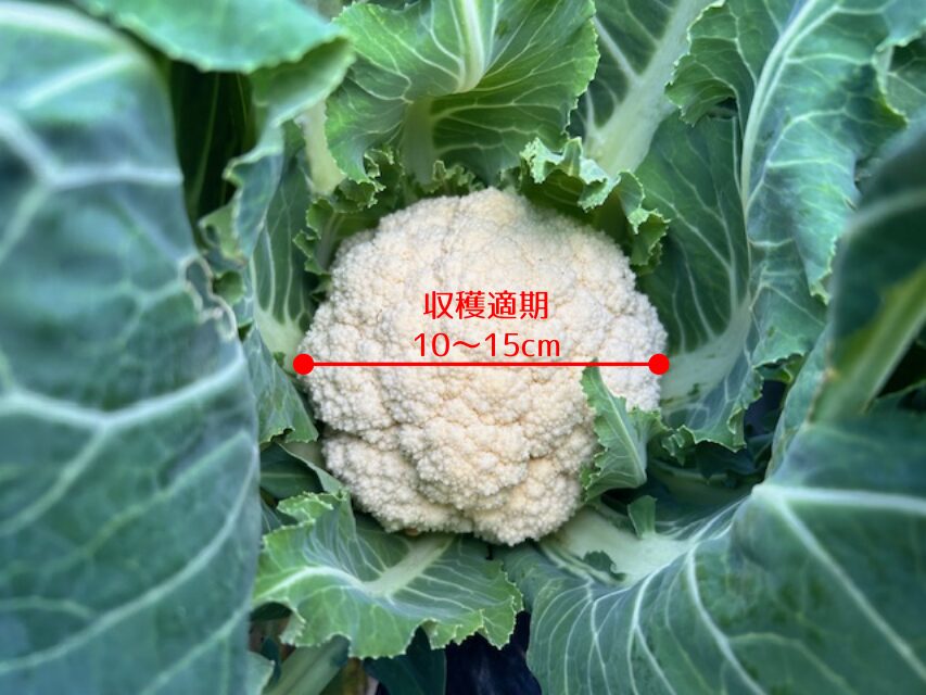 カリフラワーの収穫時期