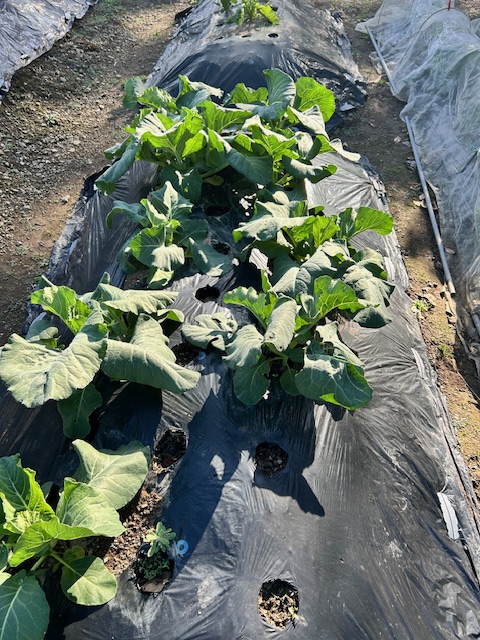 ２回目の追肥　カリフラワー