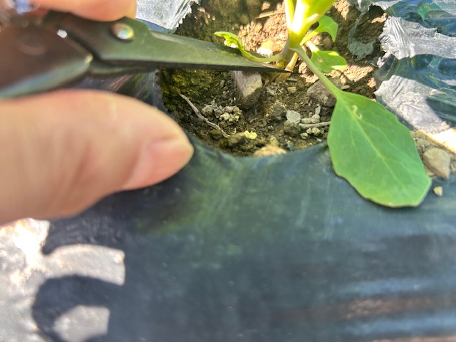 カリフラワーの間引き