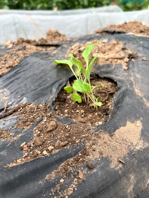 カリフラワー　植付け