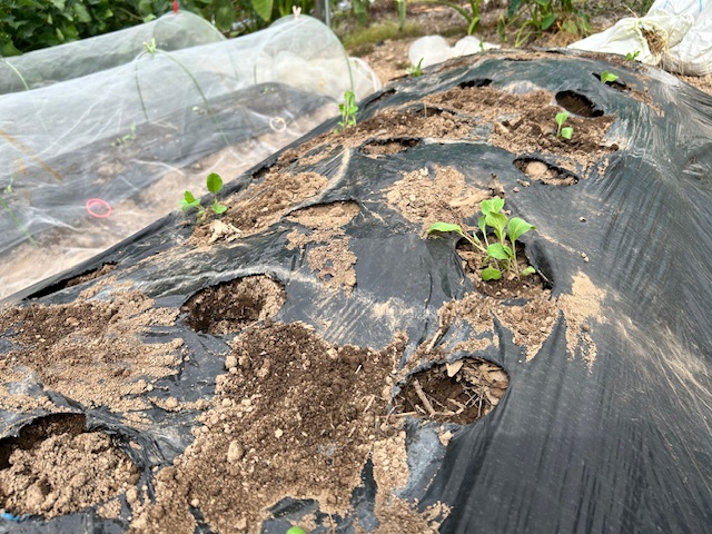 カリフラワー　植付け