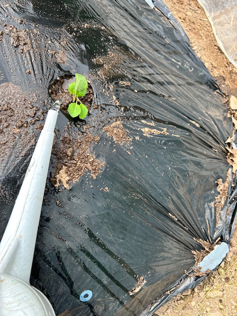 定植後の水やり