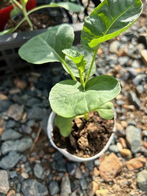ポット植え　カリフラワー
