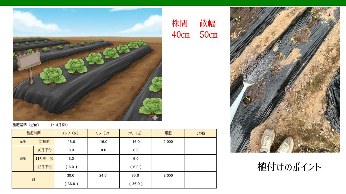 キャベツの施肥基準　植付けポイント