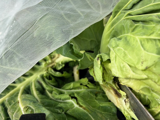 キャベツの収穫