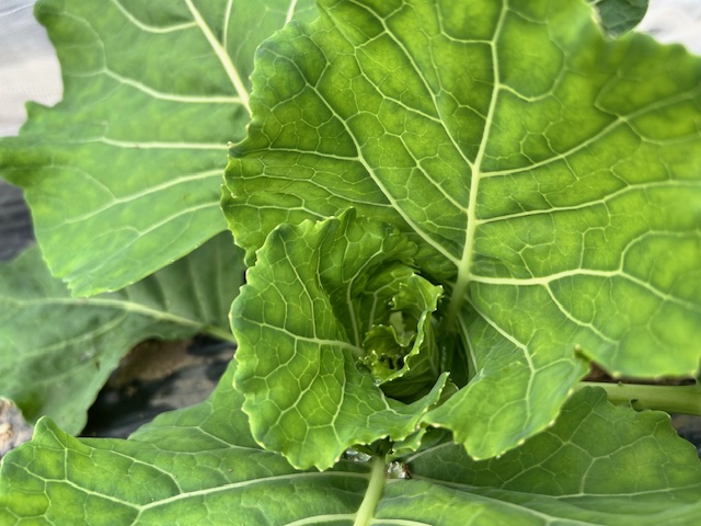 ２回目の追肥　キャベツ