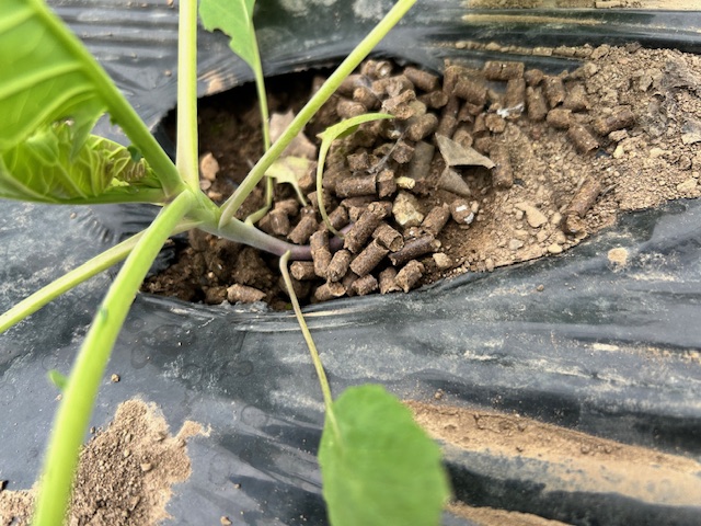 キャベツの追肥