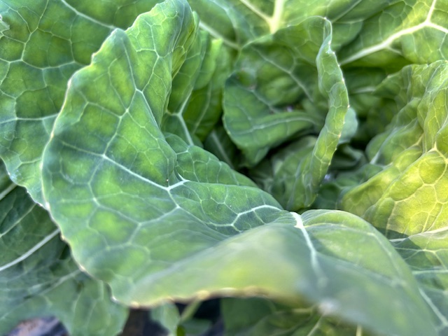 結球前のキャベツ