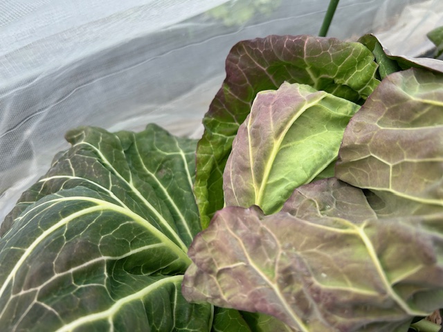 キャベツの寒害