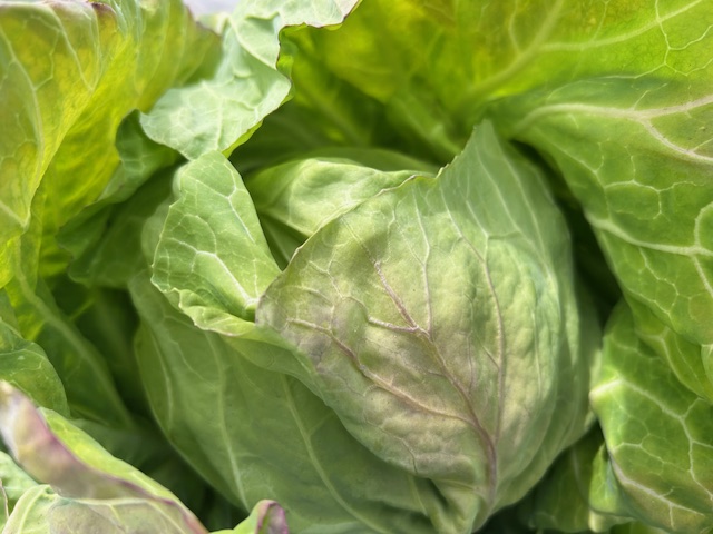 キャベツの結球