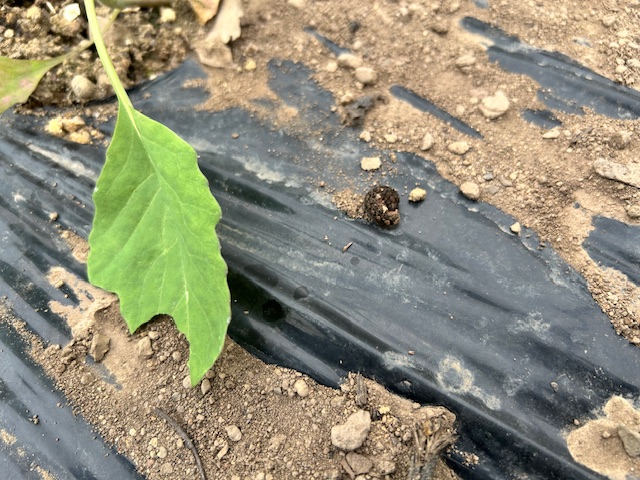 ハイダラノメイガ