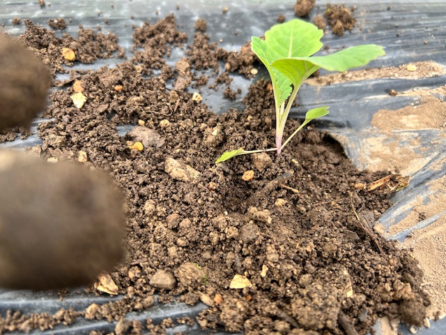 キャベツの定植