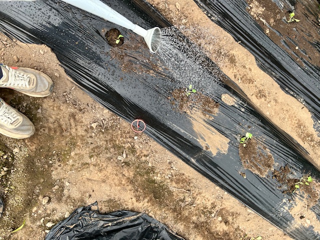 定植後の水やり