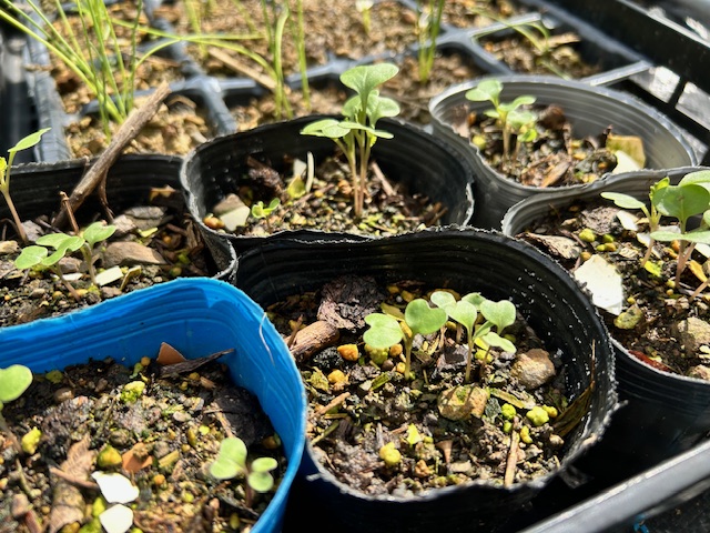 キャベツ　発芽