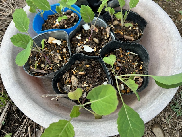 キャベツ1本立ち