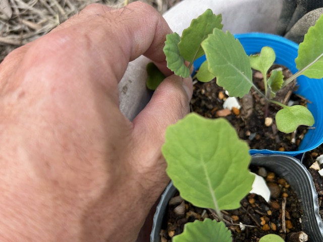 キャベツ　間引き