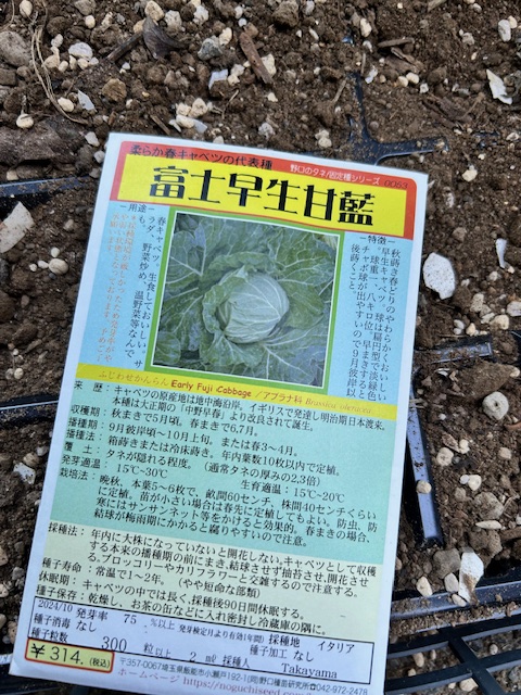 キャベツ　種袋
