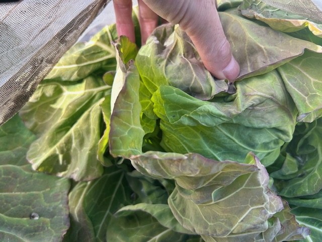 キャベツの固さの確認（収穫前）