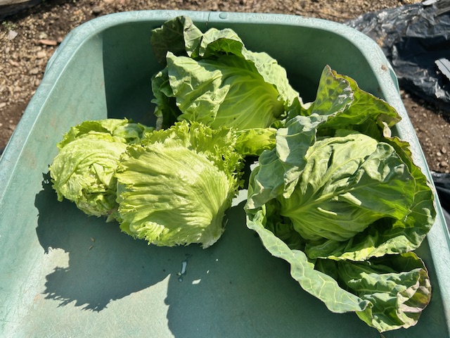 キャベツとレタスの収穫
