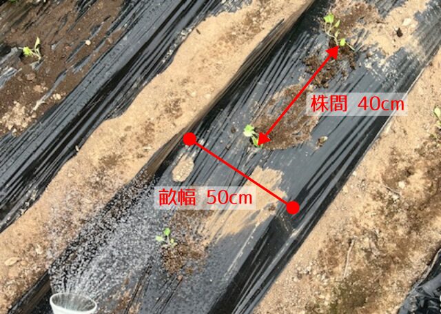 キャベツの株間、畝幅
